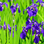 大田神社（おおたじんじゃ)