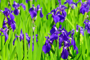 大田神社（おおたじんじゃ)